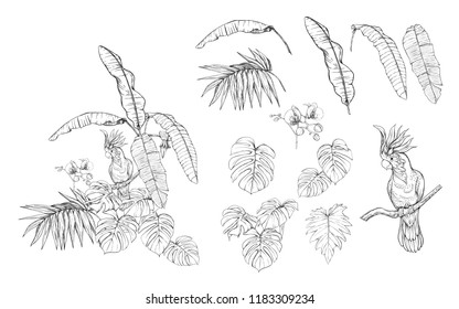 Set of elements for design with tropical plants, palm leaves, monsters, orchids and birds. Graphic drawing, engraving style. vector illustration.
