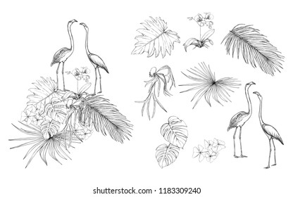 Set of elements for design with tropical plants, palm leaves, monsters, orchids and flamingo  birds. Graphic drawing, engraving style. vector illustration.
