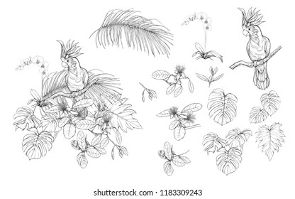 Set of elements for design with tropical plants, palm leaves, monsters, orchids and birds. Graphic drawing, engraving style. vector illustration.
