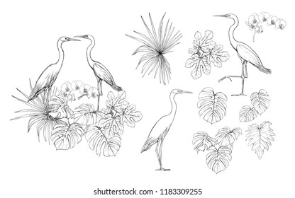 Set of elements for design with tropical plants, palm leaves, monsters, orchids and white heron birds. Graphic drawing, engraving style. vector illustration.
