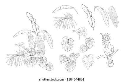 Set of elements for design with tropical plants, palm leaves, monsters, orchids and cockatoo parrot. Graphic drawing, engraving style. vector illustration.
