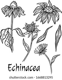 set of elements Echinacea flowers banner graphic outline plants vector print postcard illustration medicinal herb