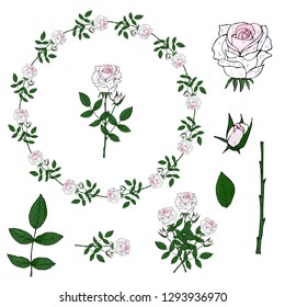 Set of elements of flowers, buds and leaves of white roses. Isolated objects on white background.