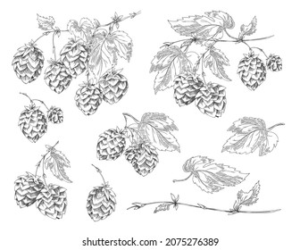 Set of elements with flowers, cones and hop leaves for design of label or poster with beer. Vector han drawn sketch illustration with collection of black and white plant prints. Retro style.