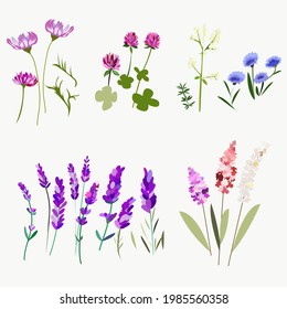 Set von Elementen Blumen und Blätter Kosmos Klee und Lavendel für Design. Einzelne Elemente einzeln auf weißem Hintergrund.