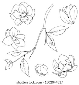 set of elements of flowers and leaves of Magnolia, a drawing in black and white