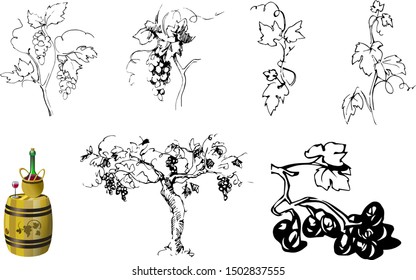 set of elements for grape theme: berries, leaves, stems in hand drawing style