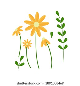 Conjunto de elementos de hojas verdes y flores anaranjadas. Planta medicinal caléndula. Para el diseño de invitaciones, tarjetas de felicitación, banner, afiches o impresiones textiles. Imagen vectorial. Estilo plano