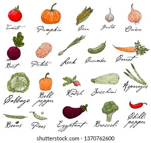 Set of elements with hand drawn vegetables on a white background. Vector icons in sketch style. Hand drawn white isolated objects