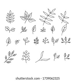 Set of elements from herb and leaves. Hand drawn illustration. Black and white illustration isolated on white background.