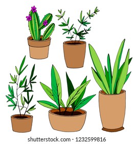 conjunto de elementos, plantas interiores, cactus