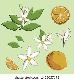 Está decorado con elementos de limón, flores y hojas. Impresión de fruta. Lemon
