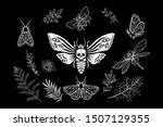 Set of elements. Moths in the night garden. Dead head hawkmoth. Night moth with skull. Witch's garden. Butterflies, plants and herbs. Floristic oranment. Botanical illustration.