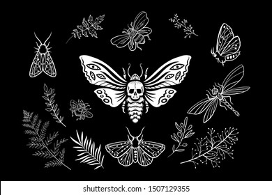 Set of elements. Moths in the night garden. Dead head hawkmoth. Night moth with skull. Witch's garden. Butterflies, plants and herbs. Floristic oranment. Botanical illustration.