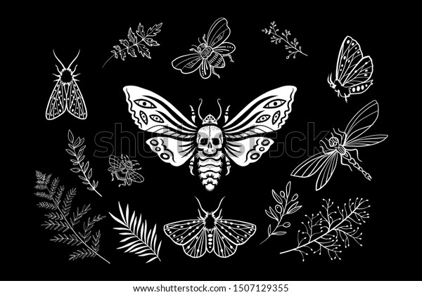 エレメントのセット 夜の庭に住む蛾 タカガの死骸 どくろを持つ夜蛾 魔女の庭 蝶 植物 ハーブ 華やかな言葉 植物イラスト のベクター画像素材 ロイヤリティフリー