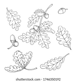 set of elements, oak, leaves, branches, acorns, black and white drawing, sketch, vector illustration