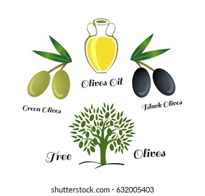 The set of elements of olive oil. Green and black olives, Bottle of oil, the Olive tree. Vector illustration on a white background. For the company engaged olives oil.