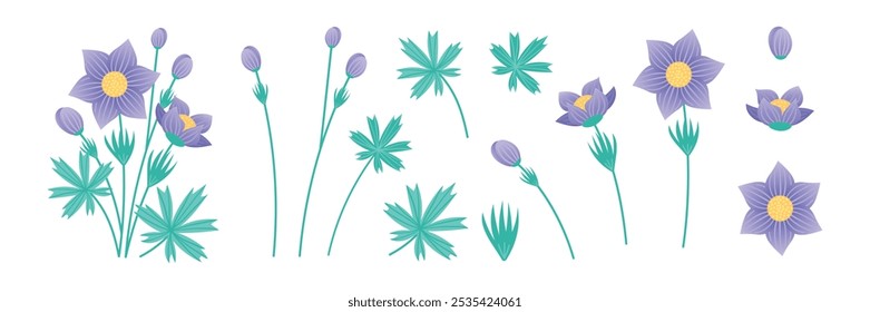 Conjunto de Elementos Flor de Pasque sobre fondo blanco. Colección de Elementos de plantas para el diseño. Delicadas flores moradas. Ilustración vectorial.