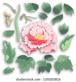 Set of elements of  peony flower, leaves and shadows