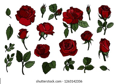 Set elements of red rose, collection garden and wild flowers, leaves, branches, illustration isolated on white background. Vector Illustration.