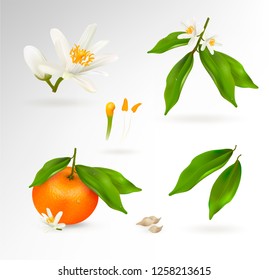 Set of elements of the structure of a mandarin or tangerine citrus plant. Flower, fruit, leaves, twig, stamens, pistil and bones. Realistic Vector Illustration