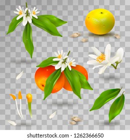 Set of elements of structure of mandarin or tangerine citrus plant. Flower, petals, fruit, leaves, twig, stamens, pistil and bones on transparent background. Realistic Vector Illustration