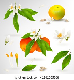 Set of elements of structure of mandarin or tangerine citrus plant. Flower, petals, fruit, leaves, branch, stamens, pistil and bones on white background. Realistic Vector Illustration