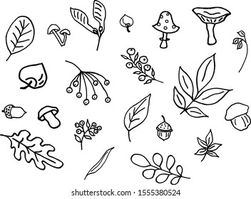 Set of elements from twigs, mushrooms, leaves and berries. Vector.