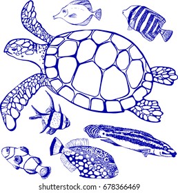 Set elements. Vector illustration of tropical fish and sea turtle on white background. Perfect for invitations, greeting cards, postcard, fashion print, banners, poster for textiles, fashion design.