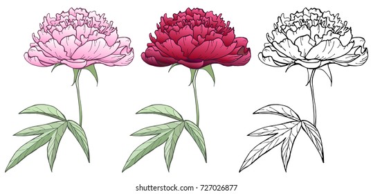Set of elements. Vector illustrations of peonies. Perfect for invitations, greeting cards, postcard, fashion print, banners, poster for textiles, fashion design.