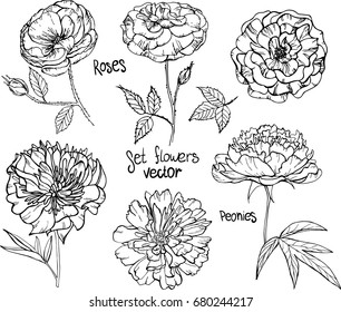 Set of elements. Vector illustrations of roses and peonies.Outline flowers are element for design.  Perfect for invitations, greeting cards, postcard, print, poster for textiles, fashion design.