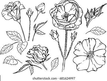 Set of elements. Vector illustrations of roses. Outline flowers are element for design. Template for greeting card, postcard, wedding card.