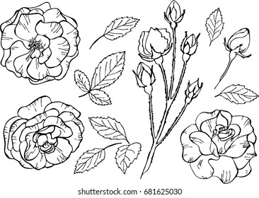 Set of elements. Vector illustrations of roses. Outline flowers are element for design. Template for greeting card, postcard, wedding card.
