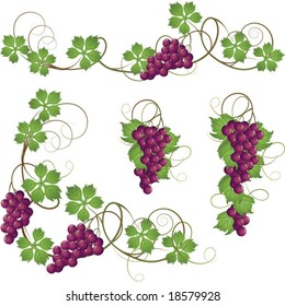 A set of elements from the vine for decoration