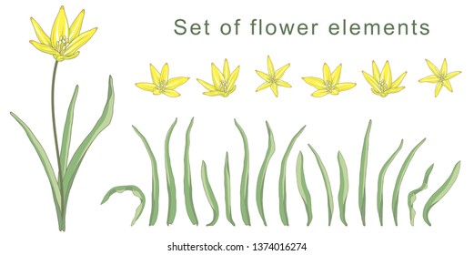 set of elements of yellow flowers of snowdrops
