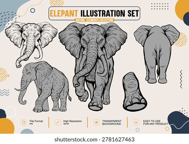 Set of Elephant Vector Illustrations - Front, Side, Back View and Detail