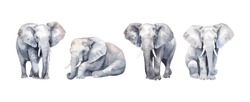 Set Of Elephant Watercolor Isolated On White Background. Vector Illustration