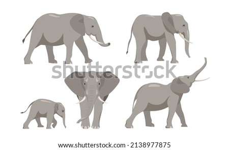 Set of elephants in different angles and emotions in a cartoon style. Vector illustration of herbivorous African animals isolated on white background.