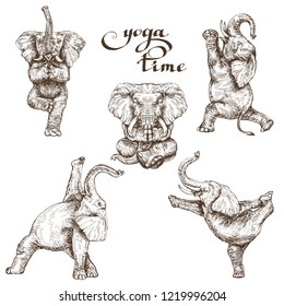 set of elephants doing yoga in various poses illustration in the style of engraving vector