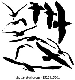 set of eleven Seagulls flying, black silhouettes on white background