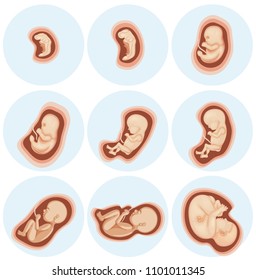 A Set of Embryo Development illustration