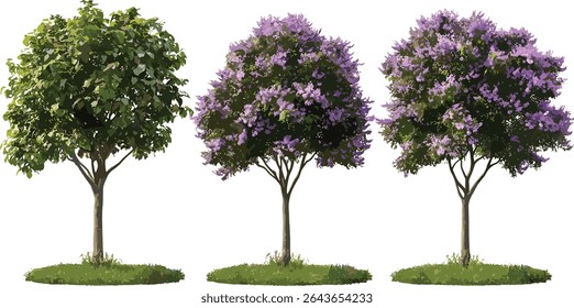 Conjunto de árvore imperatriz, Paulownia tomentosa, árvore princesa, árvore de luva de raposa, árvores de rua isoladas, paisagismo sustentável, árvores decorativas para parques, ilustração vetorial.