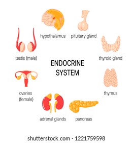 Set of endocrine organs. Vector medical infographic in simple flat style.