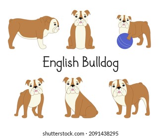 Set of English Bulldog in different poses. Collection of modern vector illustration of a dog