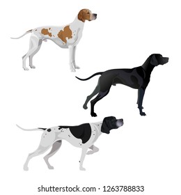 Set of English pointer dogs different coat colors. Vector illustration isolated on white background