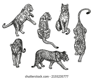 1,500 Pencil sketch tiger Images, Stock Photos & Vectors | Shutterstock