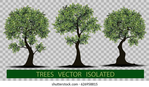 Set of engraved trees. Vector illustration of a fruit  in vintage engraving, tree isolated on white background
