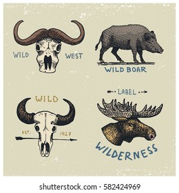 set of engraved vintage, hand drawn, old, labels or badges for camping, hiking, hunting with buffalo skulls, wild boar or pig and moose, elk face