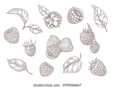 Set of engraving monochrome drawings of raspberry. Flat vector berry illustration. Collection of vintage berries with etching leaves isolated in white background. Berry, plant, nature, food concept