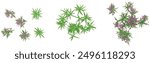 set of Epilobium angustifolium plants on transparent background, 3D rendering,Top view